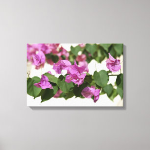 Bougainvillea Canvas Print