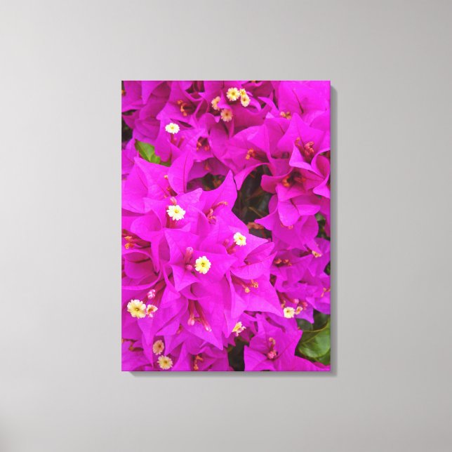 Bougainvillea Canvas Print (Front)