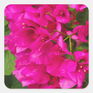 Bougainvillea Floral Stickers