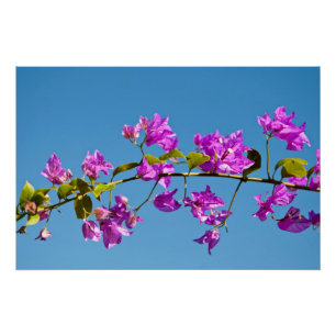 Bougainvillea Flowers Poster