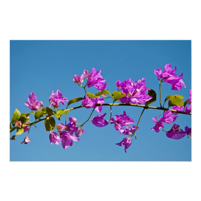 Bougainvillea Flowers Poster (Front)