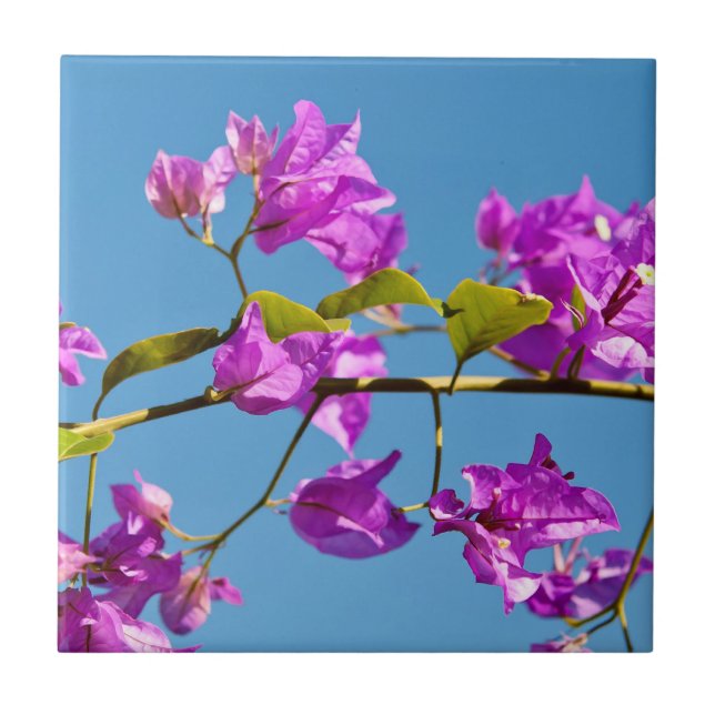 Bougainvillea Flowers Tile (Front)