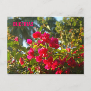 Bougainvillea in Bucerias Postcard