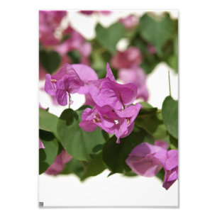 Bougainvillea Photo Print