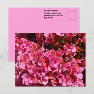 Bougainvillea Pink Tropical Vining Shrub Photo Postcard
