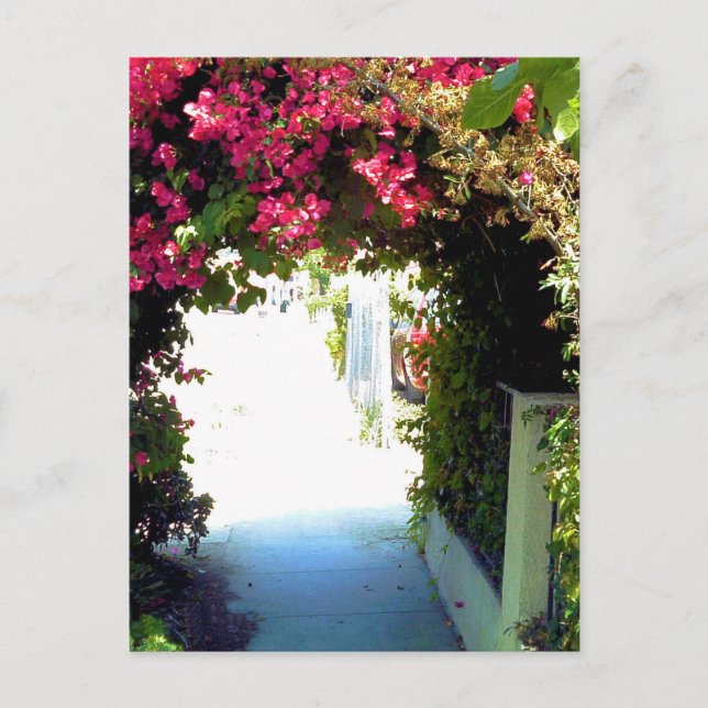 Bougainvillea Postcard (Front)