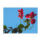 Bougainvillea Postcard