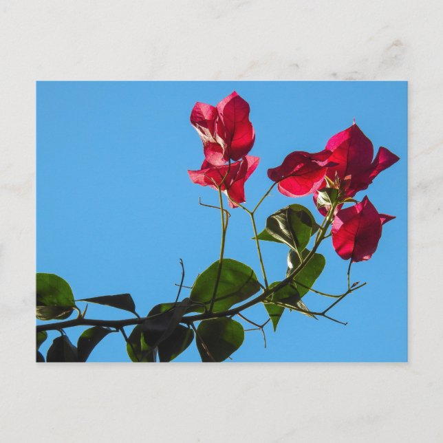 Bougainvillea Postcard (Front)