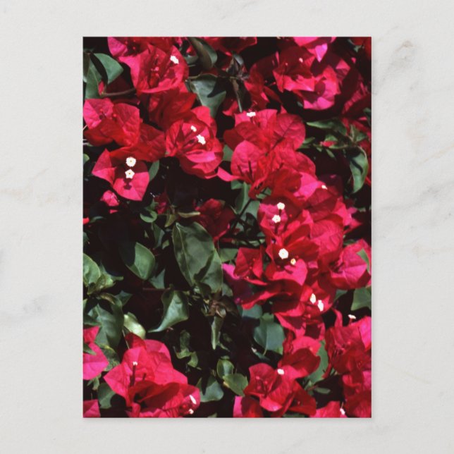 Bougainvillea Postcard (Front)