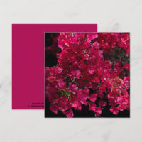 Bougainvillea Red Tropical Vining Shrub Photo
