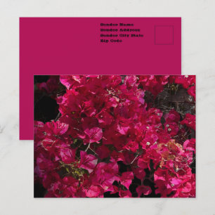Bougainvillea Red Tropical Vining Shrub Photo Postcard