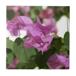 Bougainvillea Tile