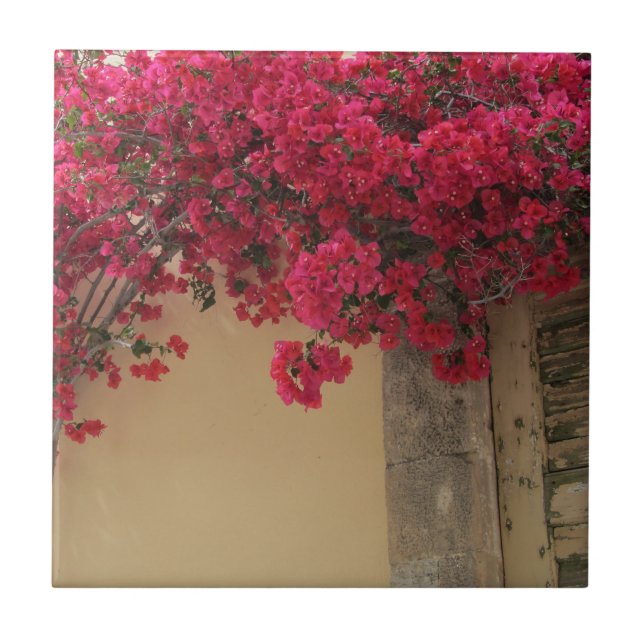 Bougainvilleas on a Rustic Building in Greece Tile (Front)