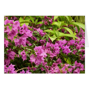 Bougainvillées tropicales violettes