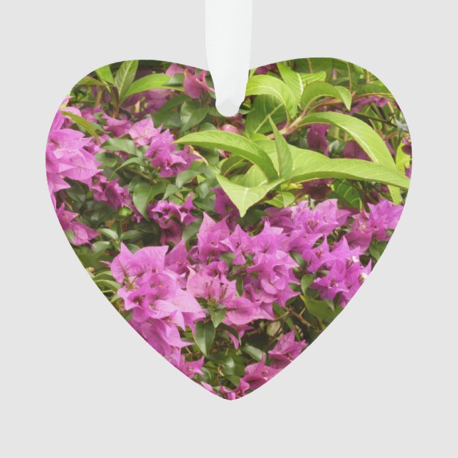 Bougainvillées tropicales violettes (devant)