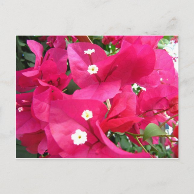Bouganvilla Postcard (Front)