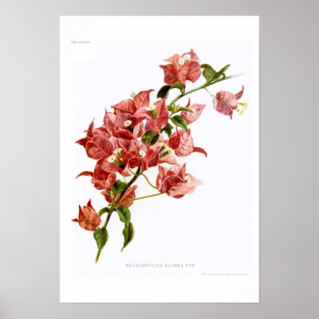 Bouganvillea glabra poster (Front)