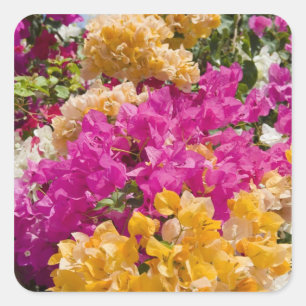 Bouganvilleau, Cayman Brac, Cayman Islands, Square Sticker
