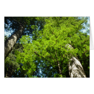 Boughs de séquoia dans le parc national Redwood