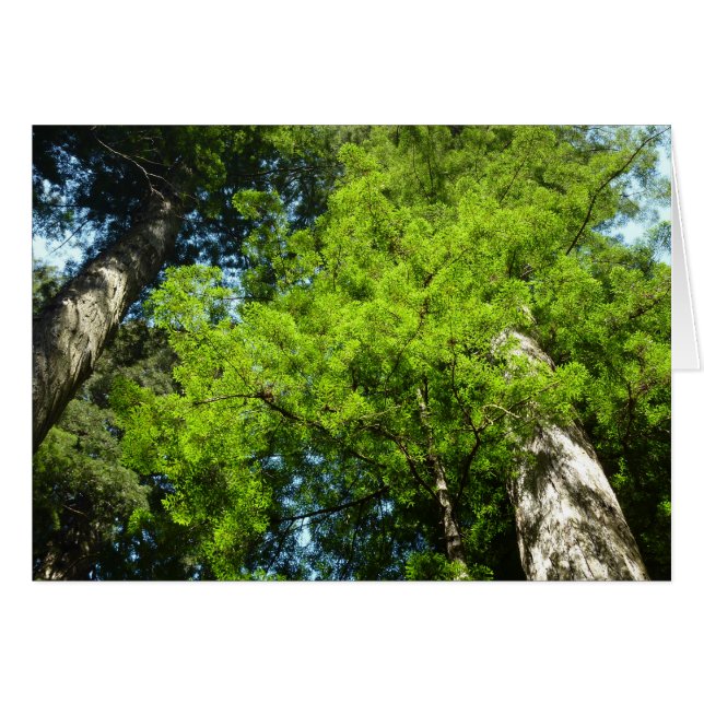 Boughs de séquoia dans le parc national Redwood (Devant horizontal)