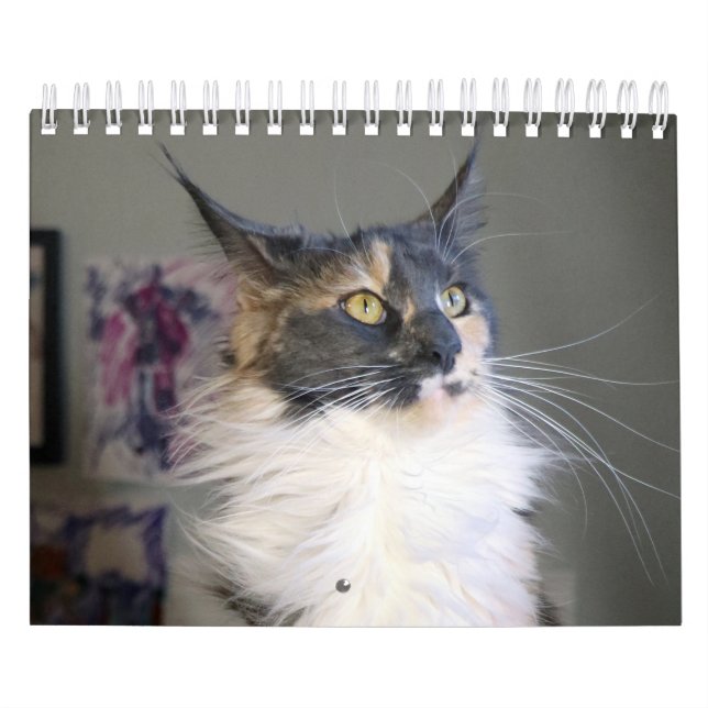 Bougie Dilute Calico Maine Coon Cat                Calendar (Cover)