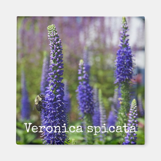 Bougies royales' Speedwell Magnet botanique (Devant)