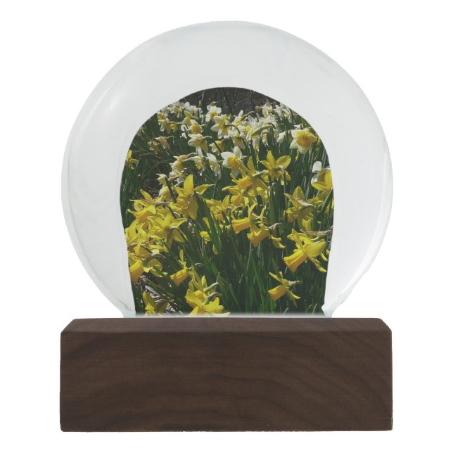 Boule À Neige Daffodiles jaunes et blancs Fleurs de printemps (Devant)
