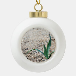Boule En Céramique Peu de plante