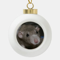 Rat curieux
