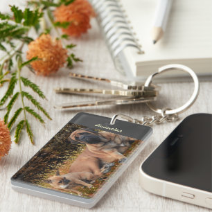 Bouledogue français et Mastiff amis