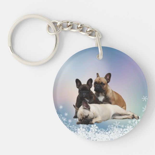 Bouledogue français neige French Bulldog (Devant)