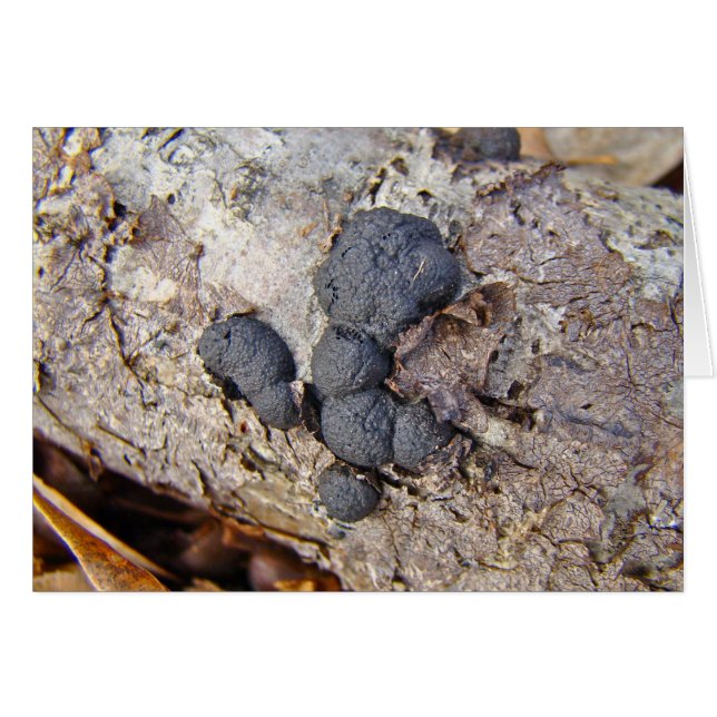 Boules de carbone (Daldinia concentrica) Champigno (Devant horizontal)