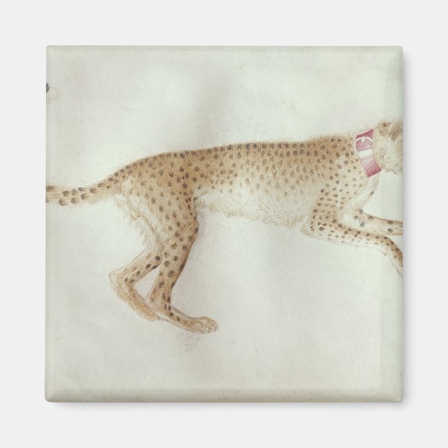 Bounding cheetah with a red collar magnet (Front)