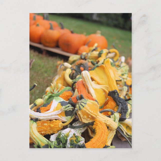 Bounty of Fall Postcard (Front)