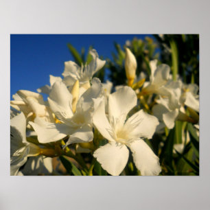Bouquests And Blue Skies Poster