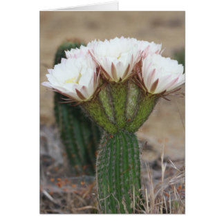 bouquet de cactus