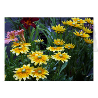 Bouquet de marché, Sieze the Daisies