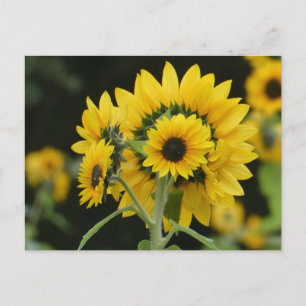 Bouquet de tournesols do-it-yourself carte postale