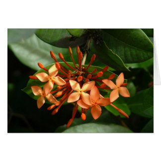 Bouquet d'Ixora