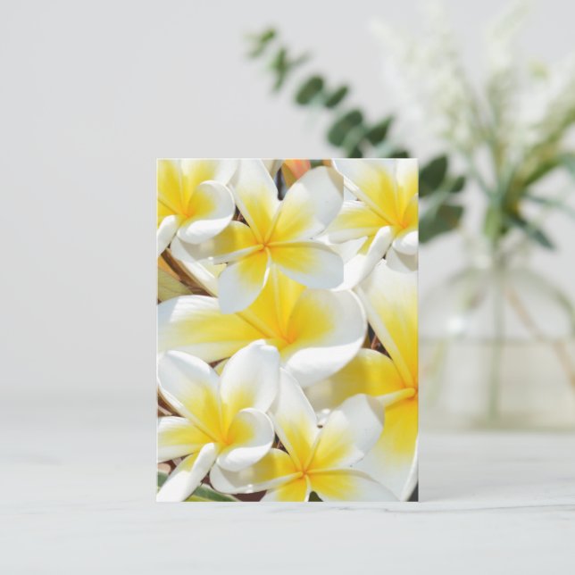 Bouquet Frangipani, Carte postale (Debout devant)