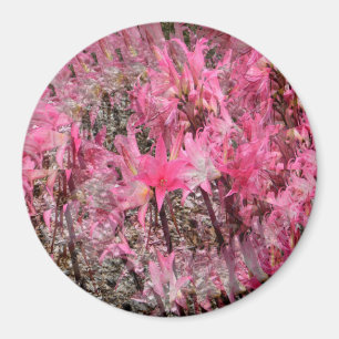 Bouquet of Amaryllis..... Magnet