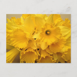 Bouquet of Daffodils Postcard