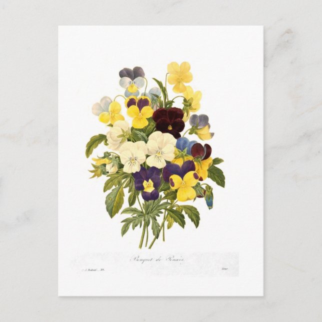 Bouquet of pansies by Pierre-Joseph Redouté Postcard (Front)