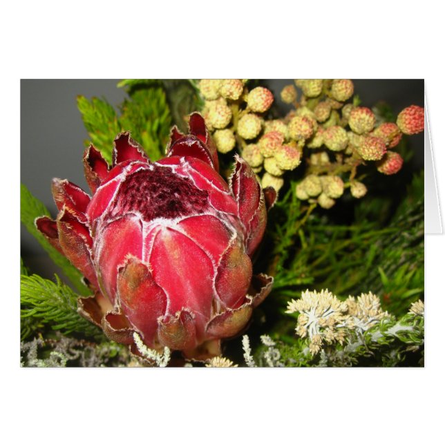 Bouquet Protea (Devant Horizontal)
