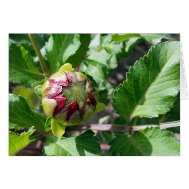 bourgeon d'automne (Devant horizontal)