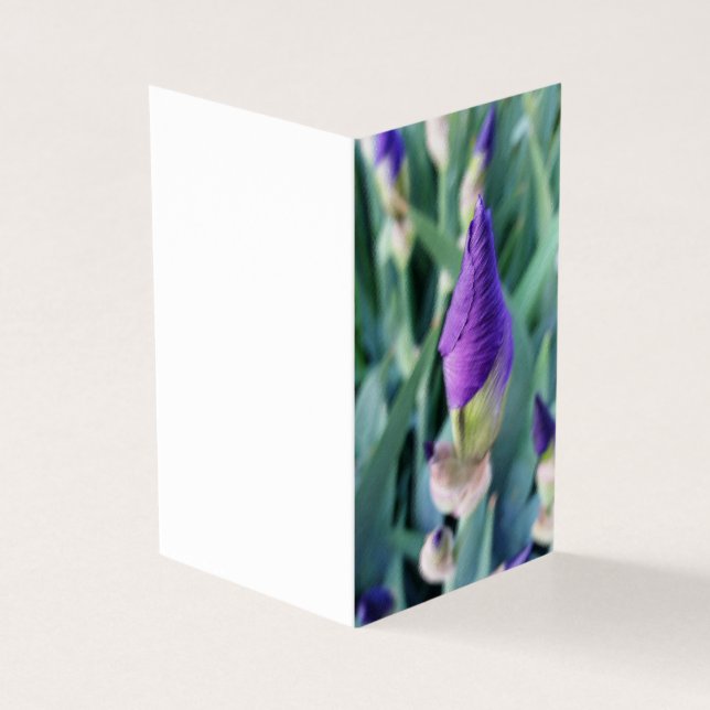 bourgeon d'iris pourpre (Outside)
