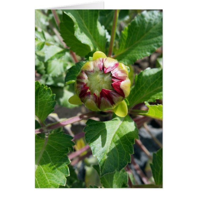 bourgeon en automne (Devant)