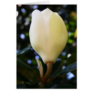 Bourgeon simple de magnolia
