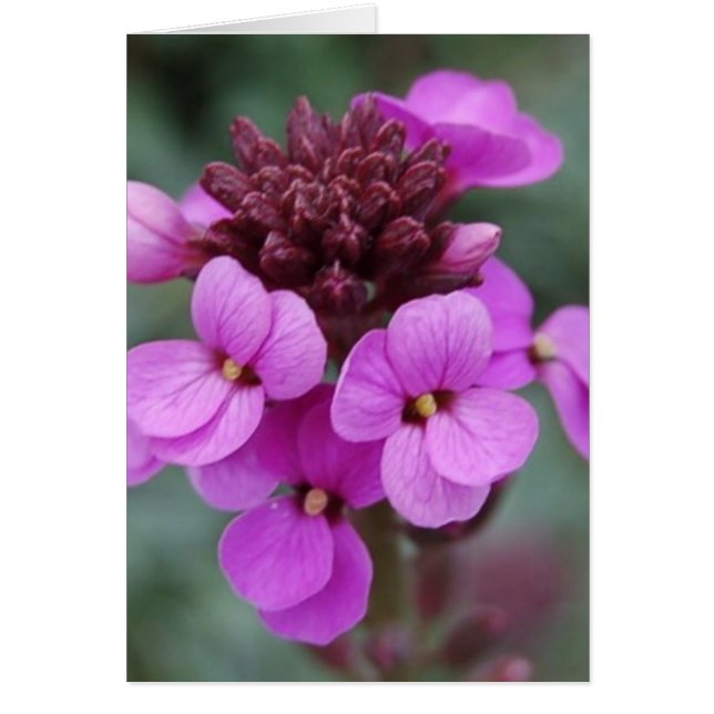 bourgeon violet (Devant)