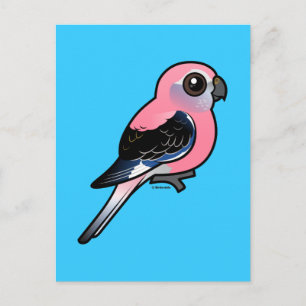 Bourke's Parakeet Postcard